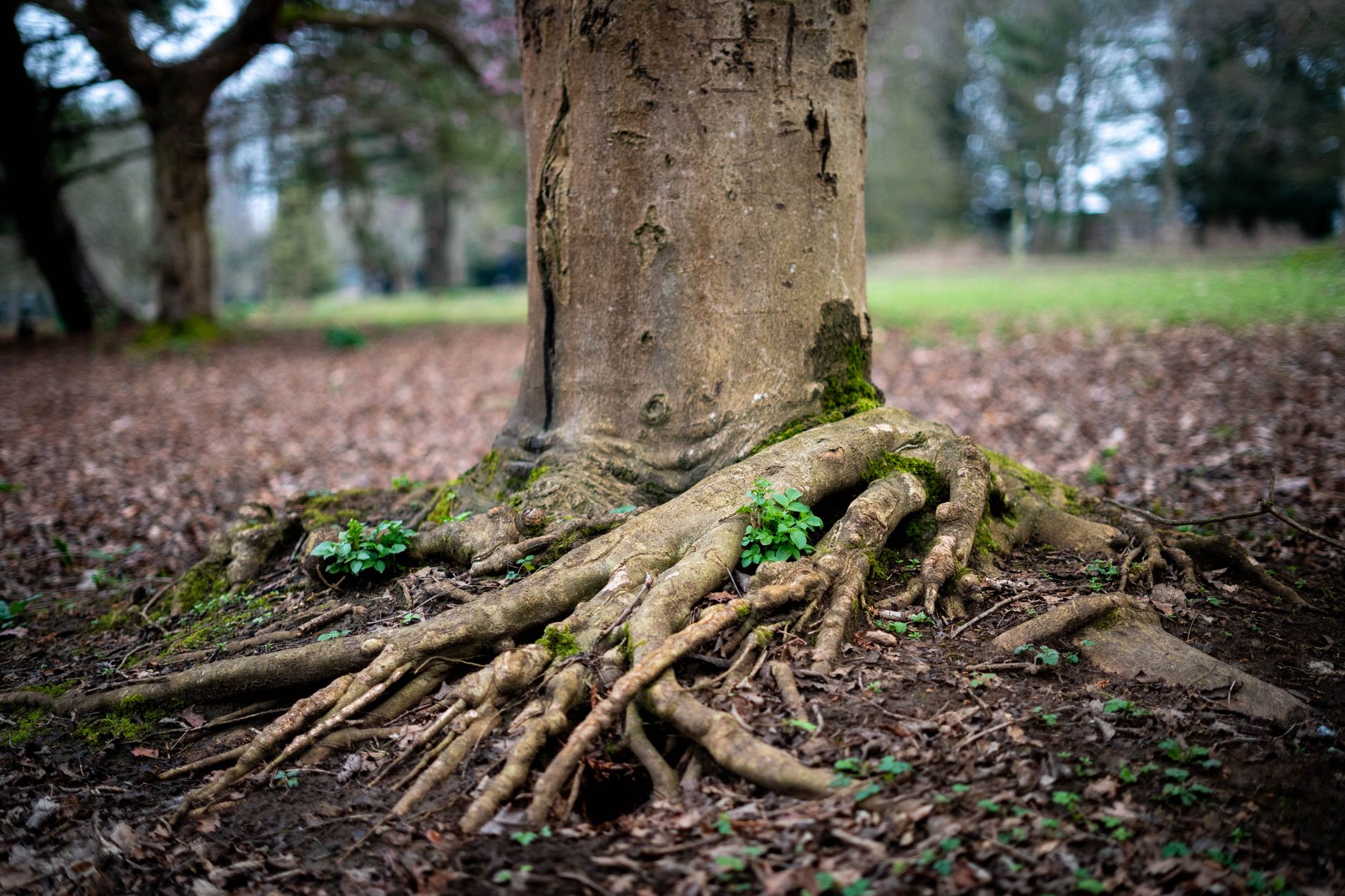 When God Heals the Root, Not Just the Fruit